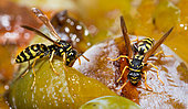 Paper wasp (Polistes biglumis) feeding on mirabelle plums Vosges du Nord Regional Nature Park, France