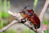 European rhinoceros beetle (Oryctes nasicornis), Vosges du Nord Regional Nature Park, France