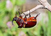 European rhinoceros beetle (Oryctes nasicornis), Vosges du Nord Regional Nature Park, France