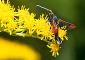 Red-tipped clearwing (Synanthedon formicaeformis) on Goldenrod flowers (Solidago canadensis), Vosges du Nord Regional Nature Park, France