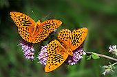 Silver-washed Fritillary (Argynnis paphia) males on oregano flowers, Vosges du Nord Regional Nature Park, France
