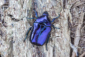 Scarab beetle (Eupotosia mirifica), Paiolive, Ardeche, France