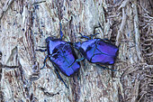 Scarab beetles (Eupotosia mirifica), Paiolive, Ardeche, France