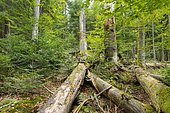 Dead Norway spruces (Picea abies), deadwood, and young trees, forest restoration in the Bavarian Forest National Park, Bavaria, Germany, Europe