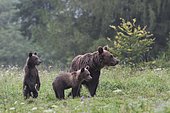 European brown bear or Eurasian brown bear (Ursus arctos arctos), adult female with cubs in a clearing, Bieszczady, Poland, Europe