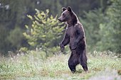 European brown bear or Eurasian brown bear (Ursus arctos arctos), young brown bear stands on hind legs, Bieszczady, Poland, Europe