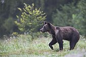 European brown bear or Eurasian brown bear (Ursus arctos arctos), young brown bear walking in a meadow, Bieszczady, Poland, Europe
