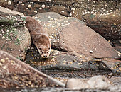 Eurasian otter (Lutra lutra), at the entrance of its shelter, Shetland Islands