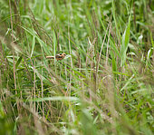 Bearded reedling (Panurus biarmicus) young on reed, Brittany, France
