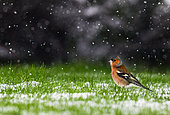 Chaffinch (Fringilla coelebs) adult lying in the grass under a snow shower, France