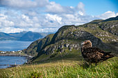Great skua (Stercorarius skua) on the ground with the coastline of Runde Island, Norway in the background.