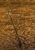 Kingfisher (Alcedo atthis) on a stake at sunset, France