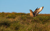 Great skua (Stercorarius skua) on the ground shouting to defend its territory, Norway