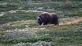 Musk ox (Ovibos moschatus) male in Dovrefjell National Park, Norway