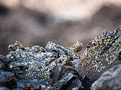 Rock Pipit (Anthus petrosus) resting on a rock, Brittany, France