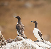 Common Guillemots (Uria aalge) on rock, 7 Islands Archipelago, Brittany, France
