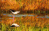 Black-winged stilt (Himantopus himantopus) in search of food in the Guérande marshes, Loire Atlantique, France