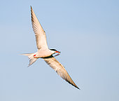 Common tern (Sterna hirundo) flying over a colony in Noirmoutier, France