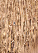 Bearded reedling (Panurus biarmicus) male on reed, Brittany, France