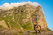 Domestic sheep, young male lamb on the island of Lovund, Norway