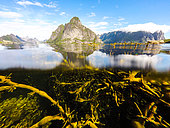 Queen Mountain and Knotted wrack (Ascophyllum nodosum), Lofoten, Norway