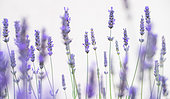 Lavender flowers (Lavandula sp)