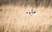 Common Shelduck (Tadorna tadorna) male in bridal plumage flying over a marsh flying from a reedbed, Brittany, France