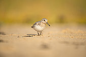 Dunlin (Calidris alpina) looking for food on a leash, Brittany, France