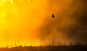 Black-headed Gull (Chroicocephalus ridibundus) flying in the mist at sunrise in a marsh, Brittany, France