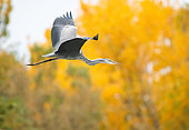 Grey heron (Ardea cinerea) adult in flight in front of trees in autumn, Spain