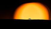 Garden ant (Lasius niger) at sunset