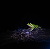 Green tree frog (Hyla arborea) on a branch
