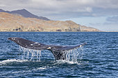 Grey whale (Eschrichtius robustus) diving with tail fluke above water, Magdalena Bay, Baja California, Mexico.