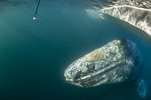Grey whale (Eschrichtius robustus) underwater under the boat, filmed with GoPro from tourist on the boat. Magdalena Bay, Baja California, Mexico.