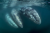Three Grey whales (Eschrichtius robustus) underwater, Magdalena Bay, Baja California, Mexico.