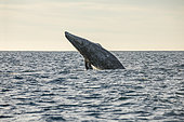 Grey whale (Eschrichtius robustus) breaching, leaping out of the water, Magdalena Bay, Baja California, Mexico.