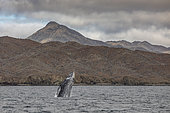 Grey whale (Eschrichtius robustus) breaching, leaping out of the water, with whale watching boat nearby, Magdalena Bay, Baja California, Mexico.