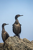 Couple of Brandt’s Cormorant (Phalacrocorax penicillatus) juveniles, Eastern Pacific Ocean, Bahia Magdalena, Baja California, Mexico