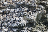 Brandt’s Cormorant (Phalacrocorax penicillatus) colony with vivid cobalt-blue throat patch and eyes during breeding season, Eastern Pacific Ocean, Bahia Magdalena, Baja California, Mexico
