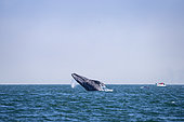 Grey whale (Eschrichtius robustus) breaching, leaping out of the water, with whale watching boat nearby, Magdalena Bay, Baja California, Mexico.