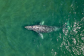 Grey whale (Eschrichtius robustus) aerial, Magdalena Bay, Baja California, Mexico.