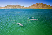 Pod of Grey whale (Eschrichtius robustus) aerial, traveling in shallow water, Magdalena Bay, Baja California, Mexico.