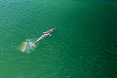 Pod of Grey whale (Eschrichtius robustus) aerial, traveling in shallow water, Magdalena Bay, Baja California, Mexico.