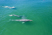 Pod of Grey whale (Eschrichtius robustus) aerial, traveling in shallow water, Magdalena Bay, Baja California, Mexico.