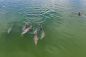 Aerial view of a pod of Bottlenose dolphin (Tursiops truncatus) swimming inside mangroves channels, Magdalena Bay, Puerto San Carlos,Baja California, Mexico.