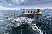 Grey whale (Eschrichtius robustus) surfacing next to whale-watching boat with tourists. Magdalena Bay, Baja California, Mexico.