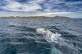 Grey whale (Eschrichtius robustus) surfacing, Magdalena Bay, Baja California, Mexico.