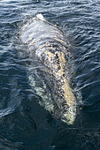Grey whale (Eschrichtius robustus) surfacing, Magdalena Bay, Baja California, Mexico.