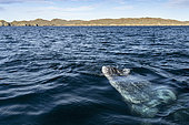 Grey whale (Eschrichtius robustus) surfacing, Magdalena Bay, Baja California, Mexico.