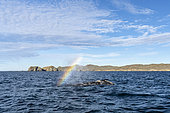Rainbow on Grey whale (Eschrichtius robustus) surfacing, Magdalena Bay, Baja California, Mexico.